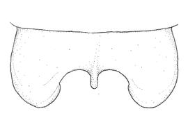   Anthidium duomarginatum  male, diagram showing dorsal view of seventh tergum (T7), diagram from Gonzalez and Griswold 2013 
